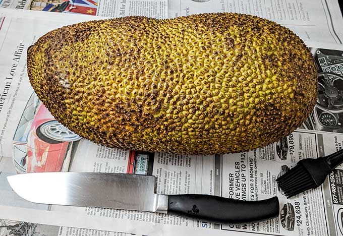 what is jackfruit ripe fruit