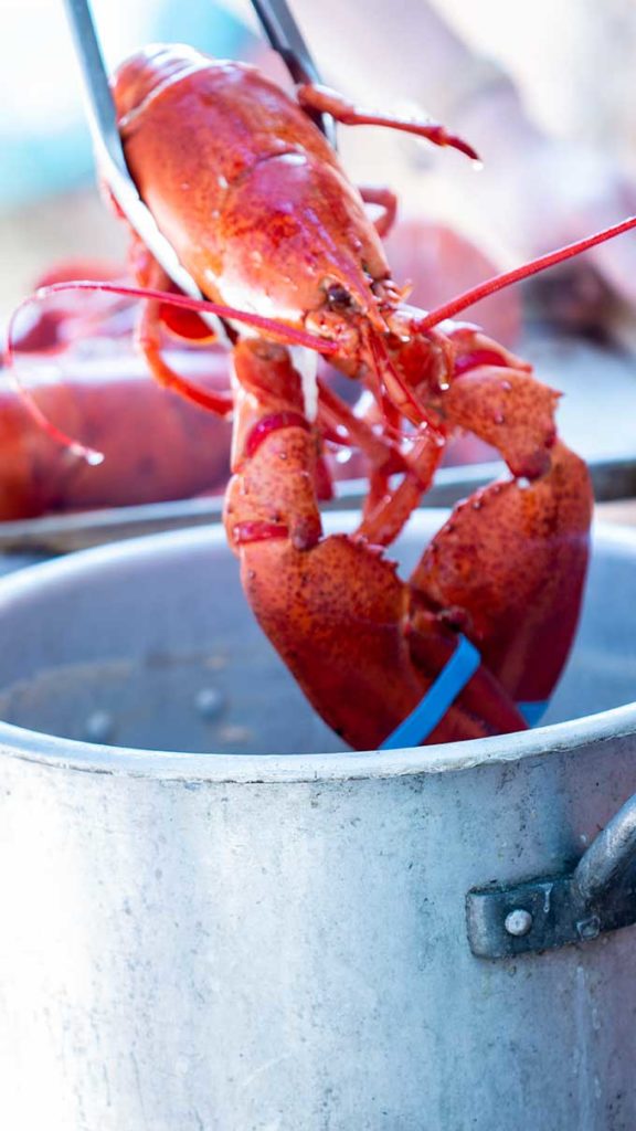 cooking lobster in a big turkey fryer