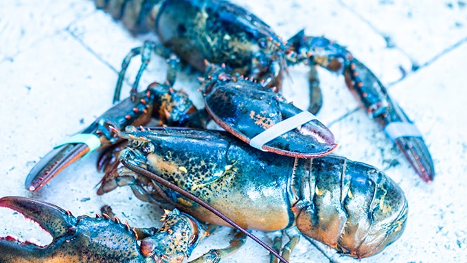How to cook live lobster